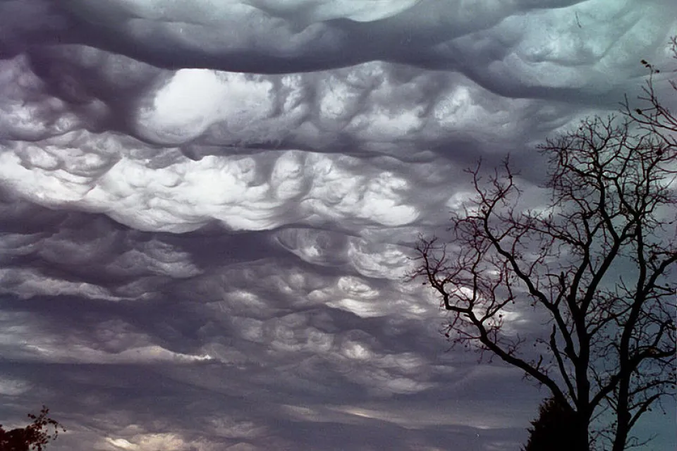 Asperatus